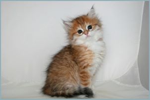 Female Siberian Kitten from Deedlebug Siberians